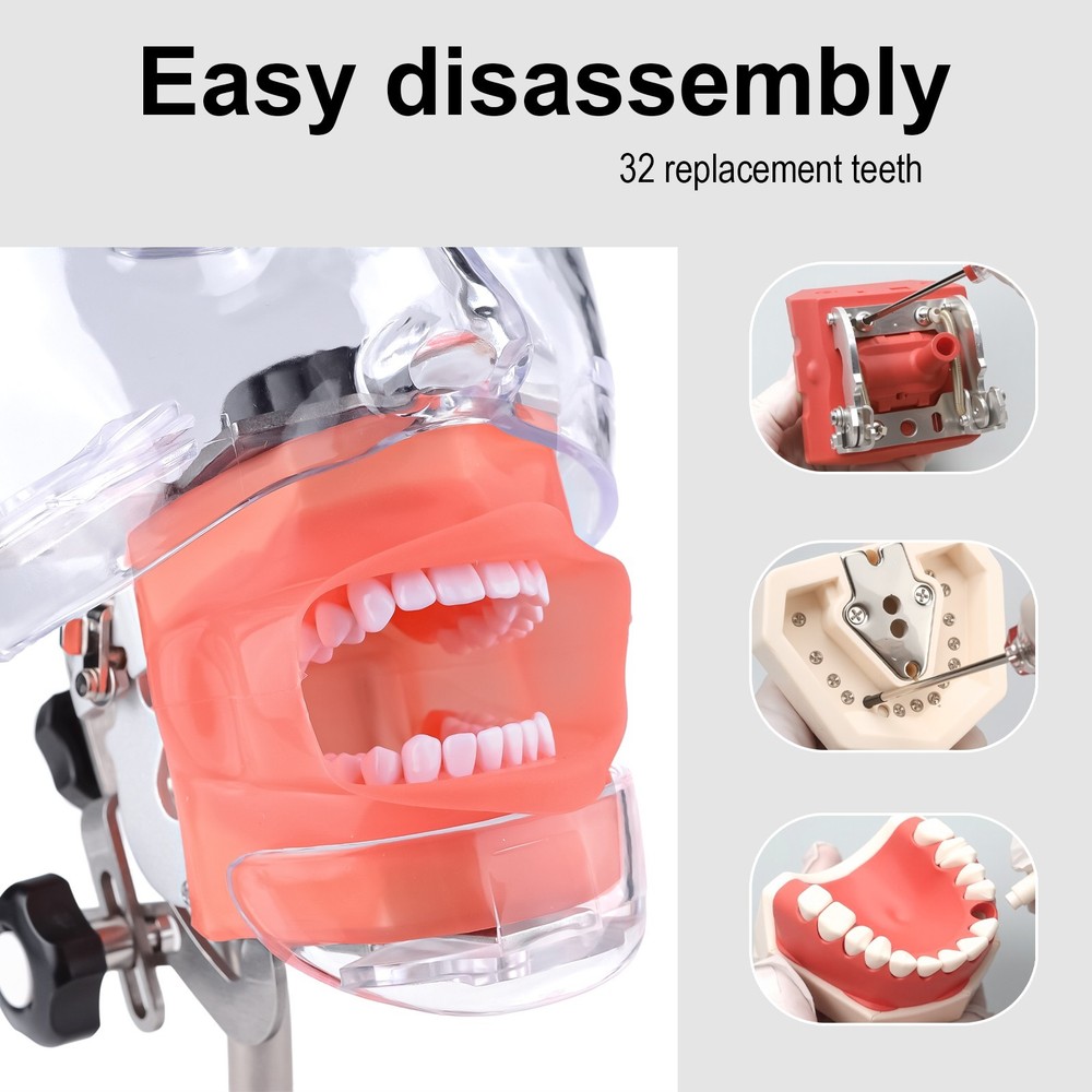 Dental Simulator Manikin Phantom Head Model Put on Desk for Training Practice