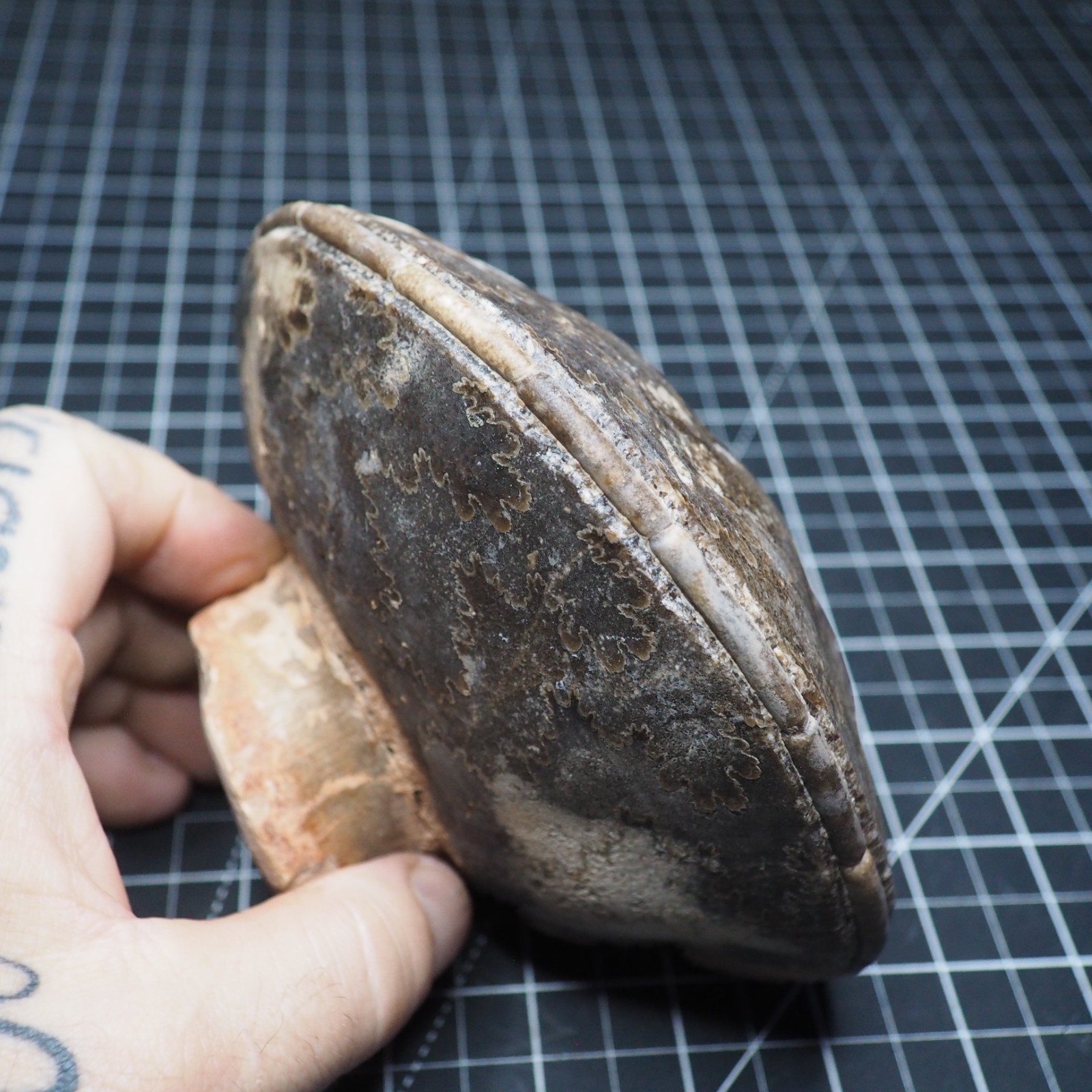 Study Specimen Choffaticeras Ammonite 155 mm 1.7 kg Fossil Siphuncle Cretaceous