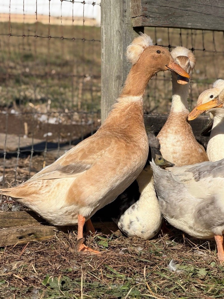 🥚 14 Crested Duck Fertile Hatching Eggs 🥚