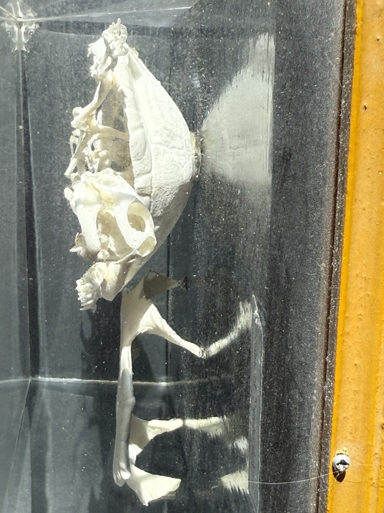 Encased Turtle Skeleton
