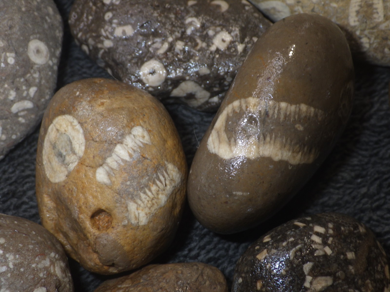 Crinoids Stones Fossils