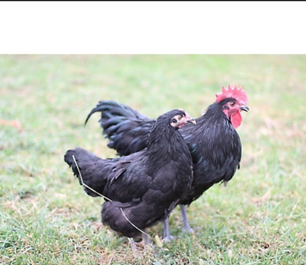 8 JERSEY GIANT HATCHING EGGS