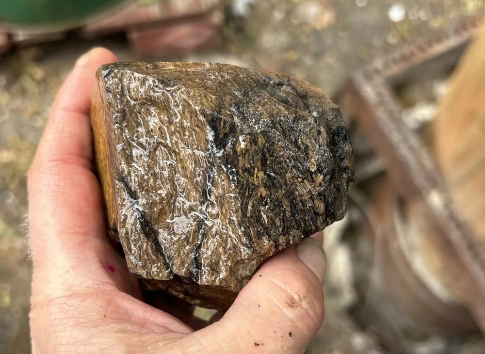 Tempskya petrified Palmwood