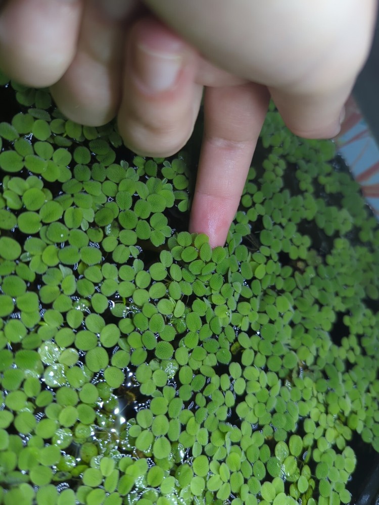 Water Spangles