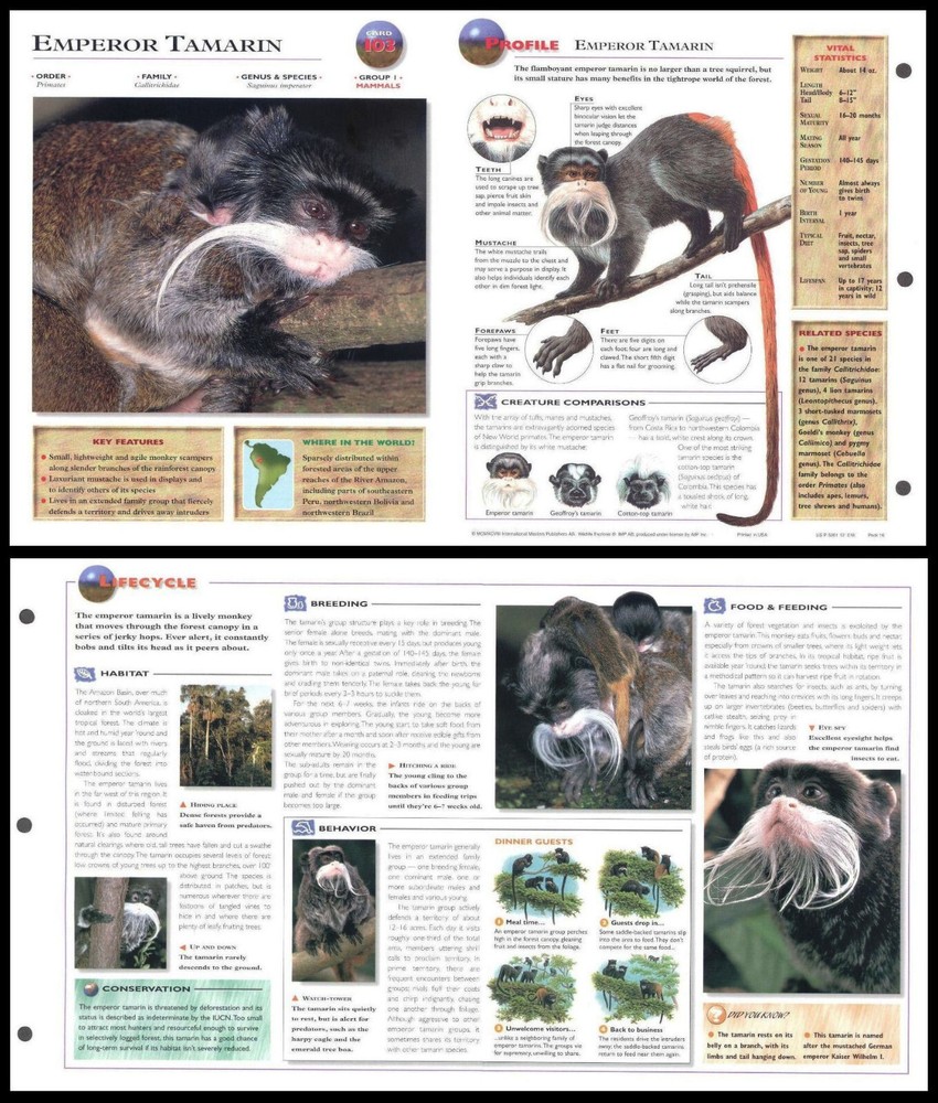 Fold-Out Sheet - Emperor Tamarin - 103