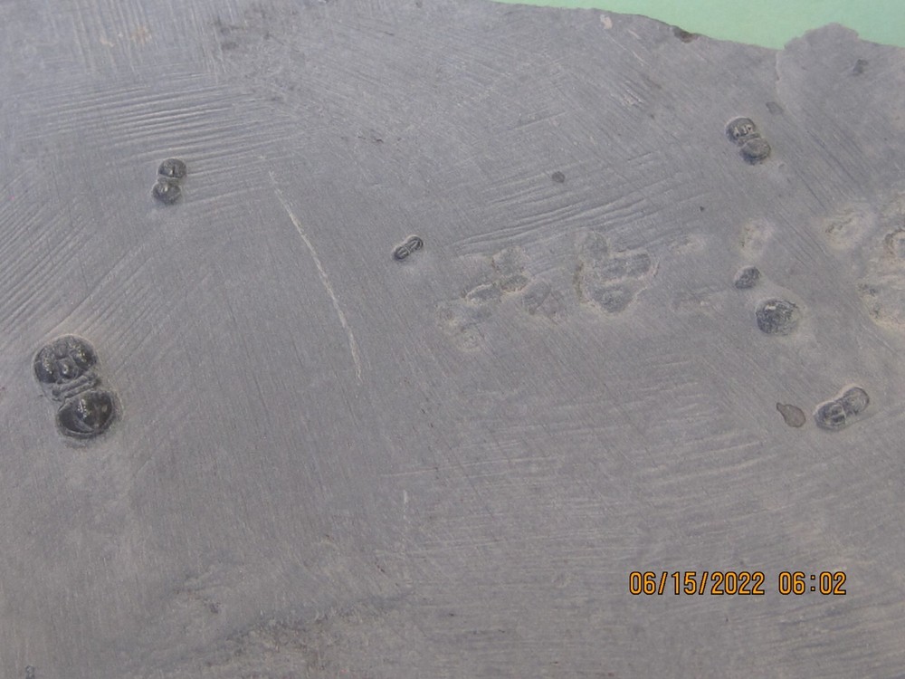 PERONOPSIS FOSSIL FIVE MULTIPLE TRILOBITE PLATES