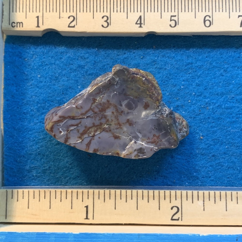 Dinosaur Coprolite (poop) Polished in Display Case