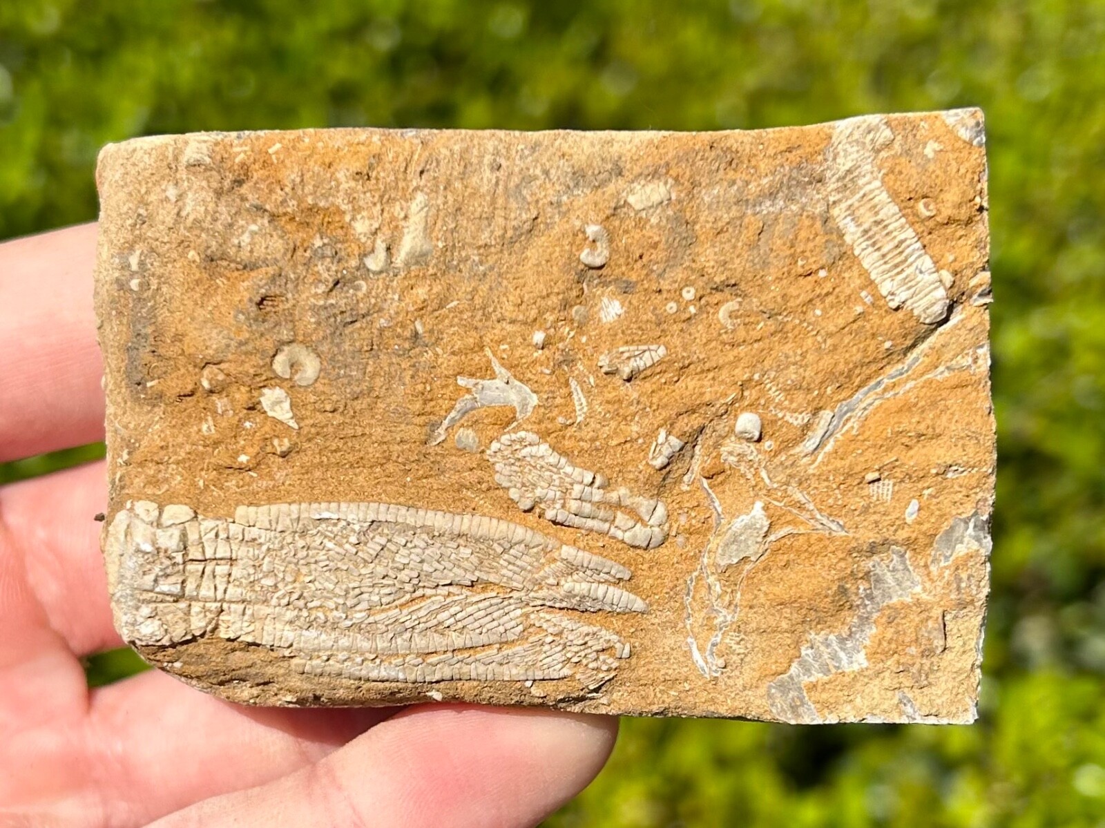 DOUBLE Fossil Crinoids in Matrix Phanocrinus Aphelecrinus Alabama Bangor Fm