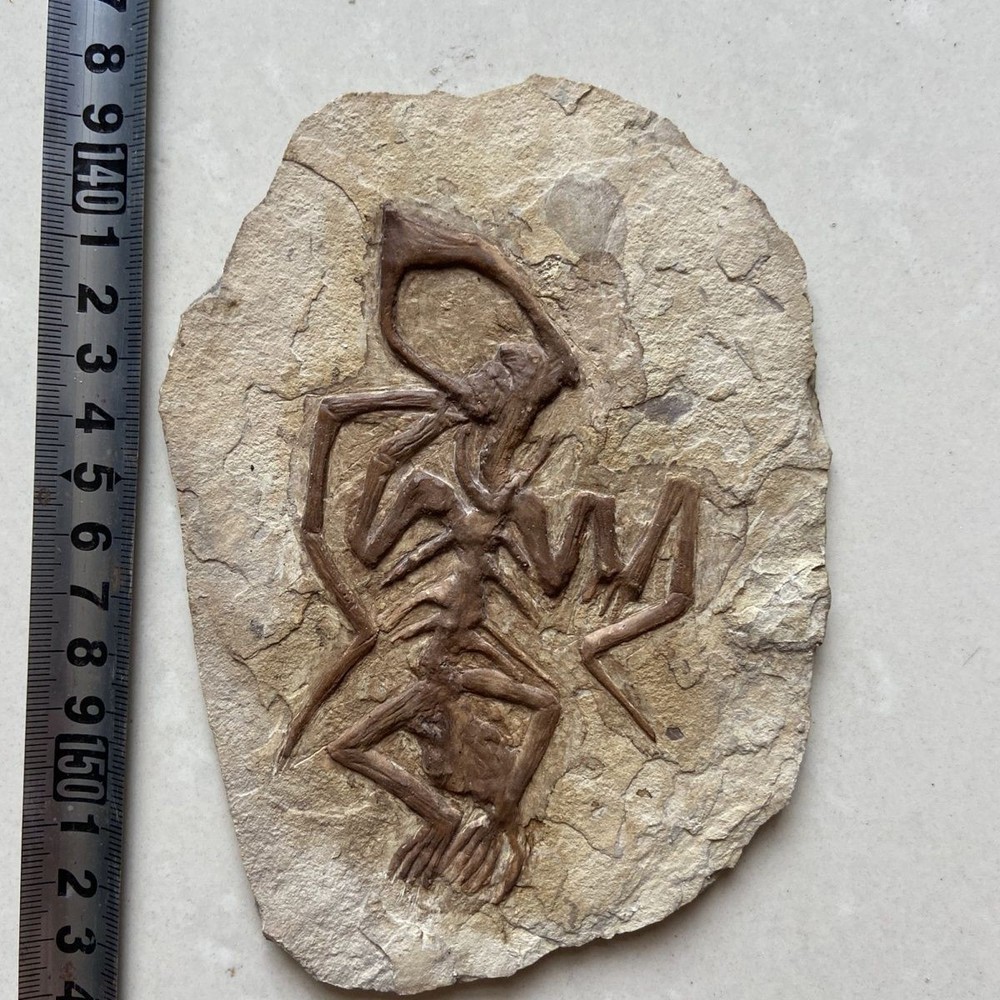 Unique and authentic paleontological fossil B003