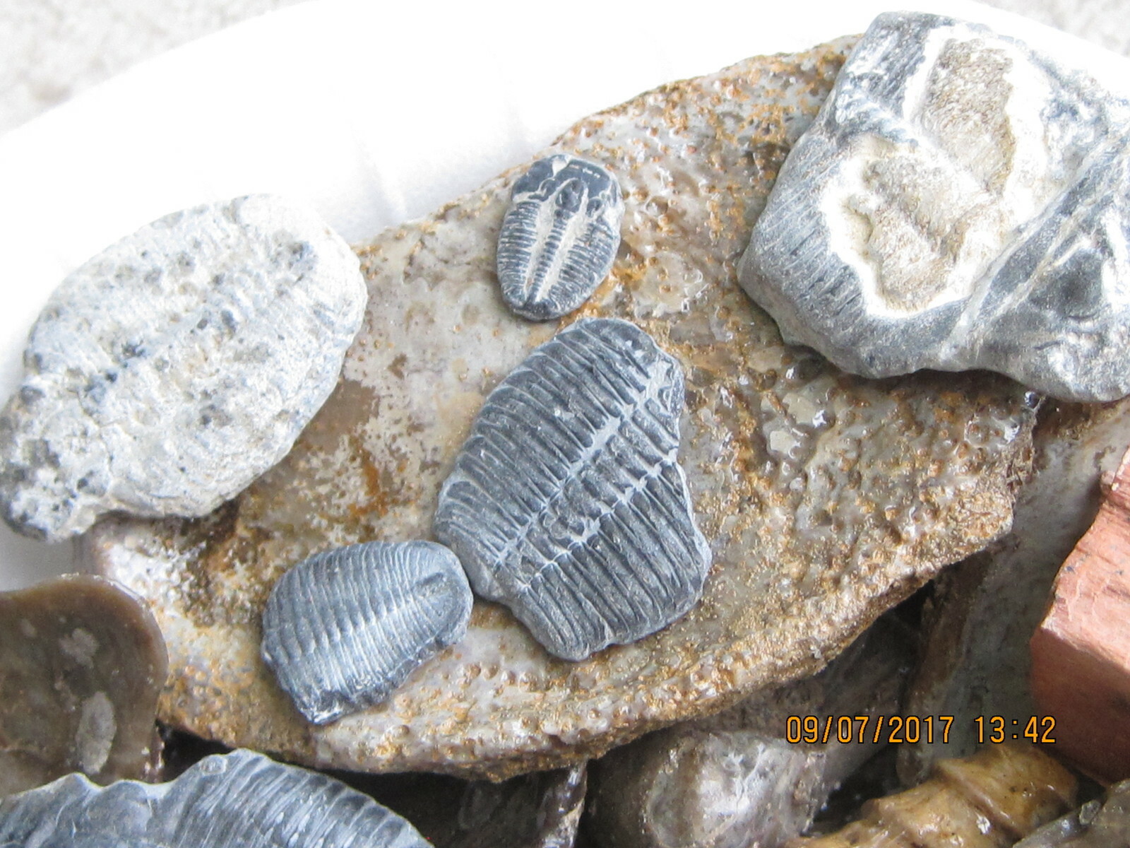 LOT OF 100 ASSORTED FOSSILS WHOLESALE