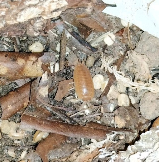 Porcellio Laevis Orange - 15+ Count