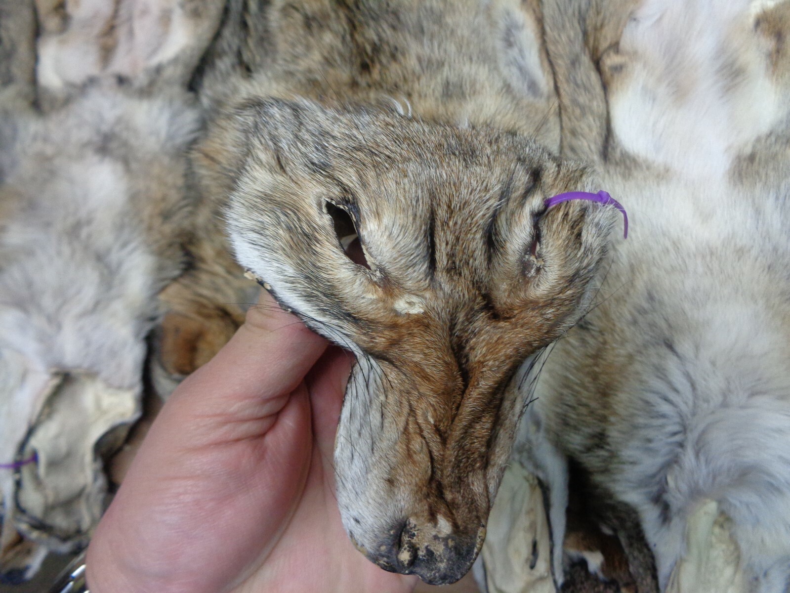 Tanned Eastern XXL Semi-Hvy Coyote Hide #1 Full Tail Grade/Furs/Taxidermy/Crafts