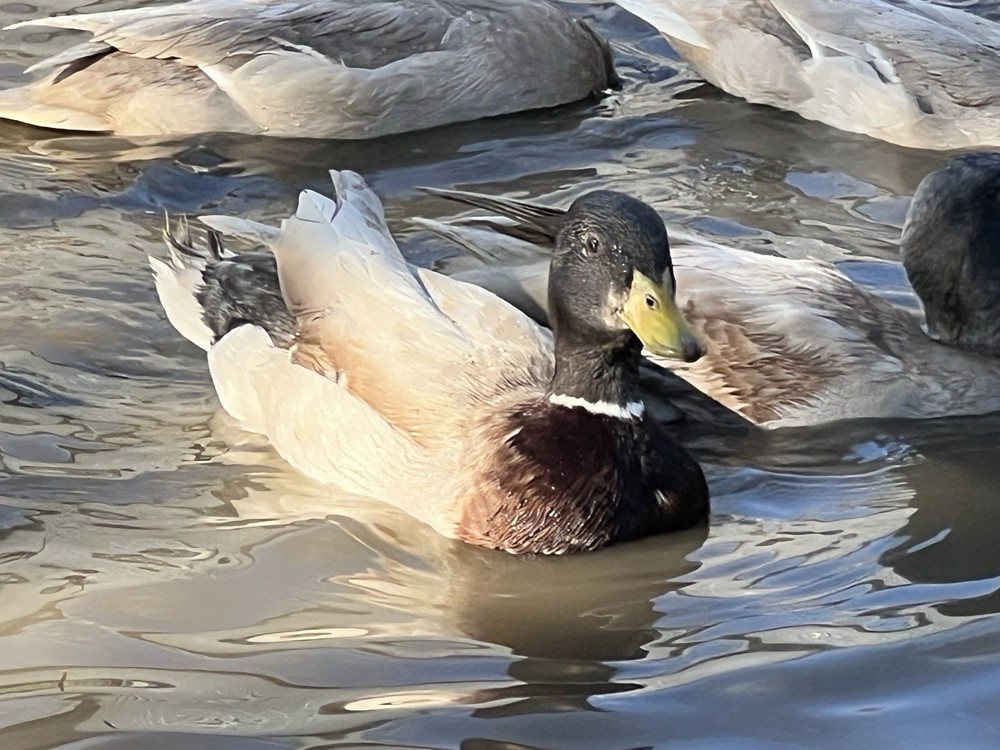 Call Duck Hatching Eggs 10