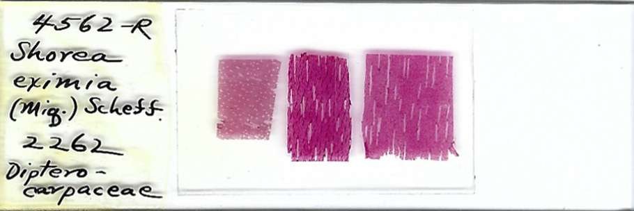 Shorea eximia Microscope Slide