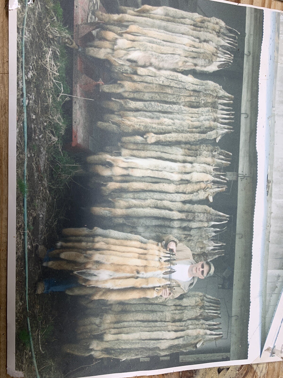 coyote snares, 72” Length 1 Dozen