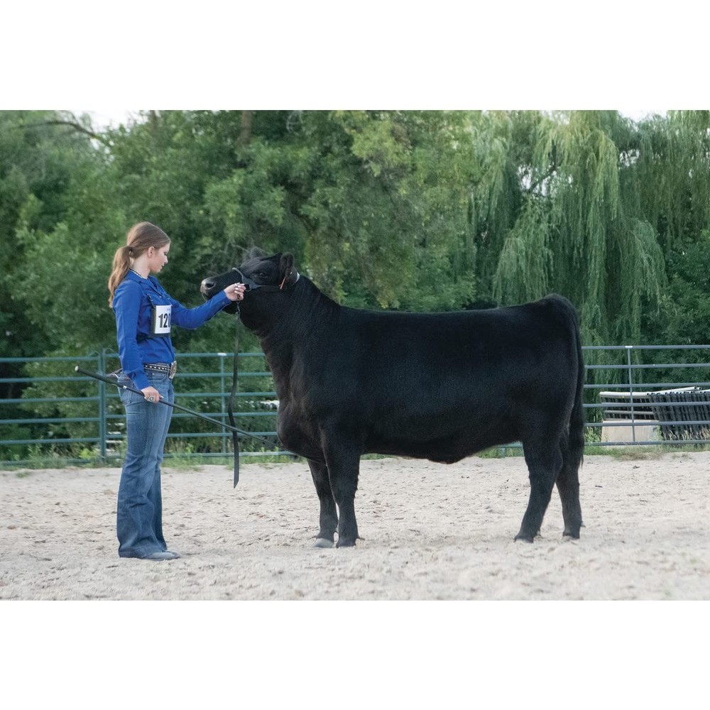Weaver Leather Livestock Black Magic Show Halter, Medium