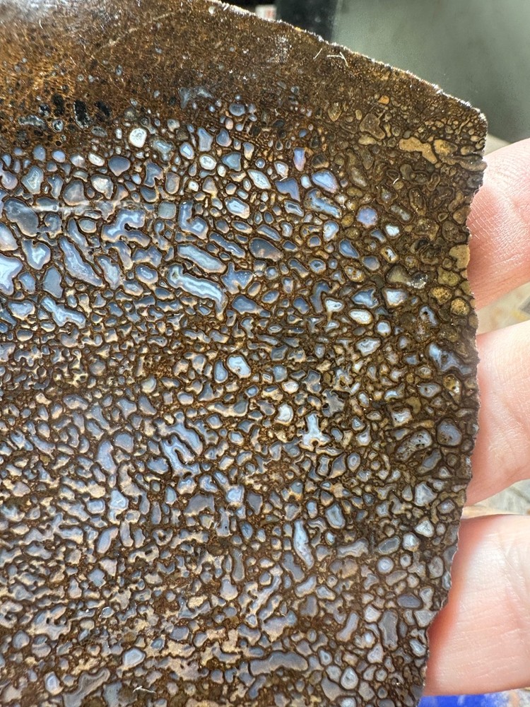 Dinosaur bone rough **hxtled slab.