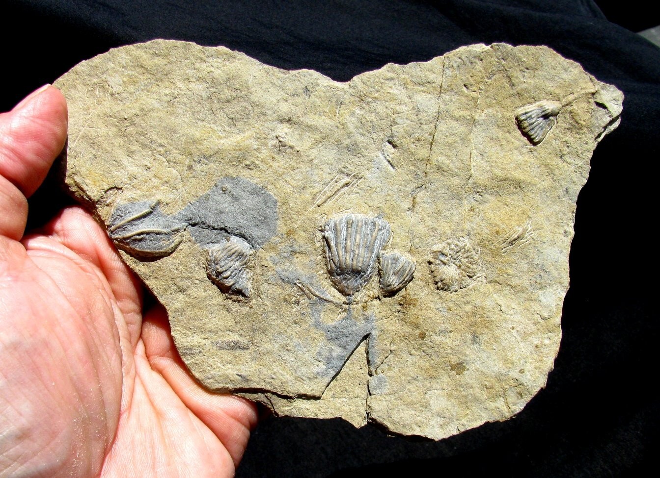 VERY NICE MULTIPLE GILMORE CITY SLAB WITH SIX FOSSIL CRINOIDS - GREAT DETAIL!