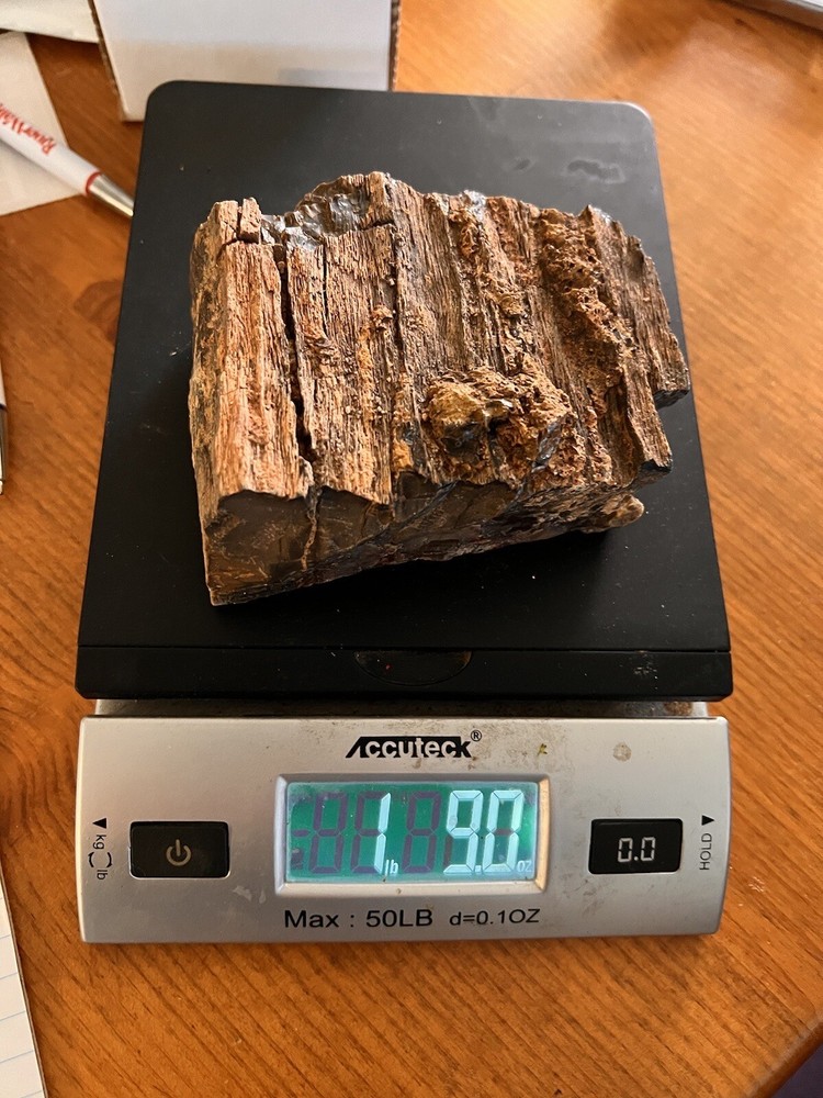 DoBell Ranch Petrified Wood
