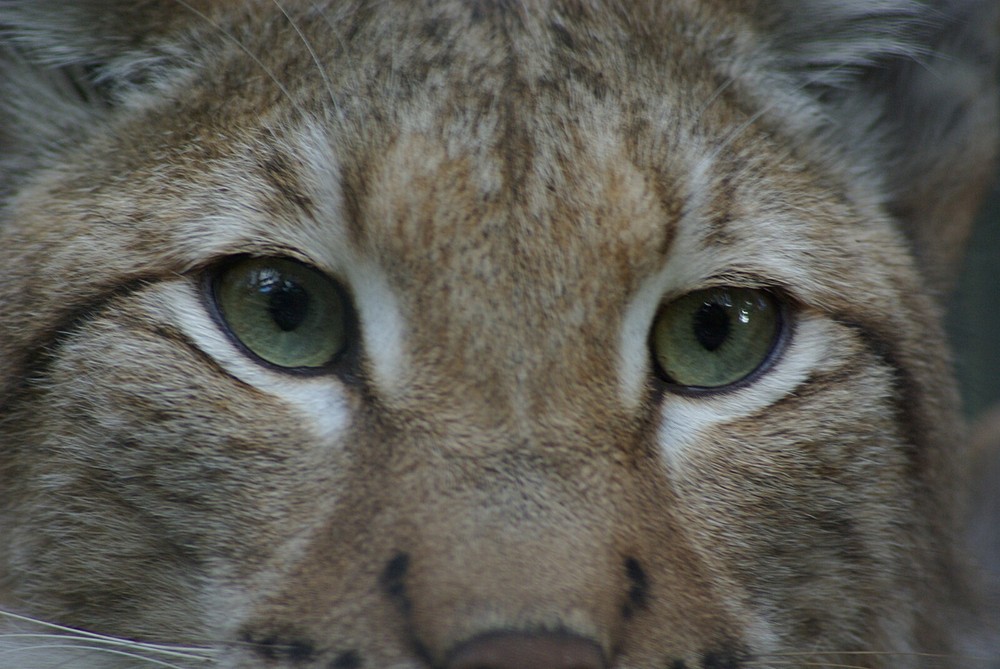 Russian Lynx Taxidermy Reference Photo Cd