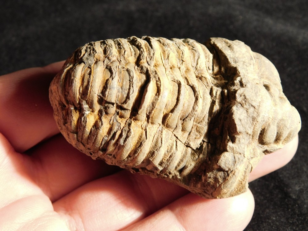 Big! 460 MILLION Year Old! Flexicalymene TRILOBITE Fossil Morocco 106gr