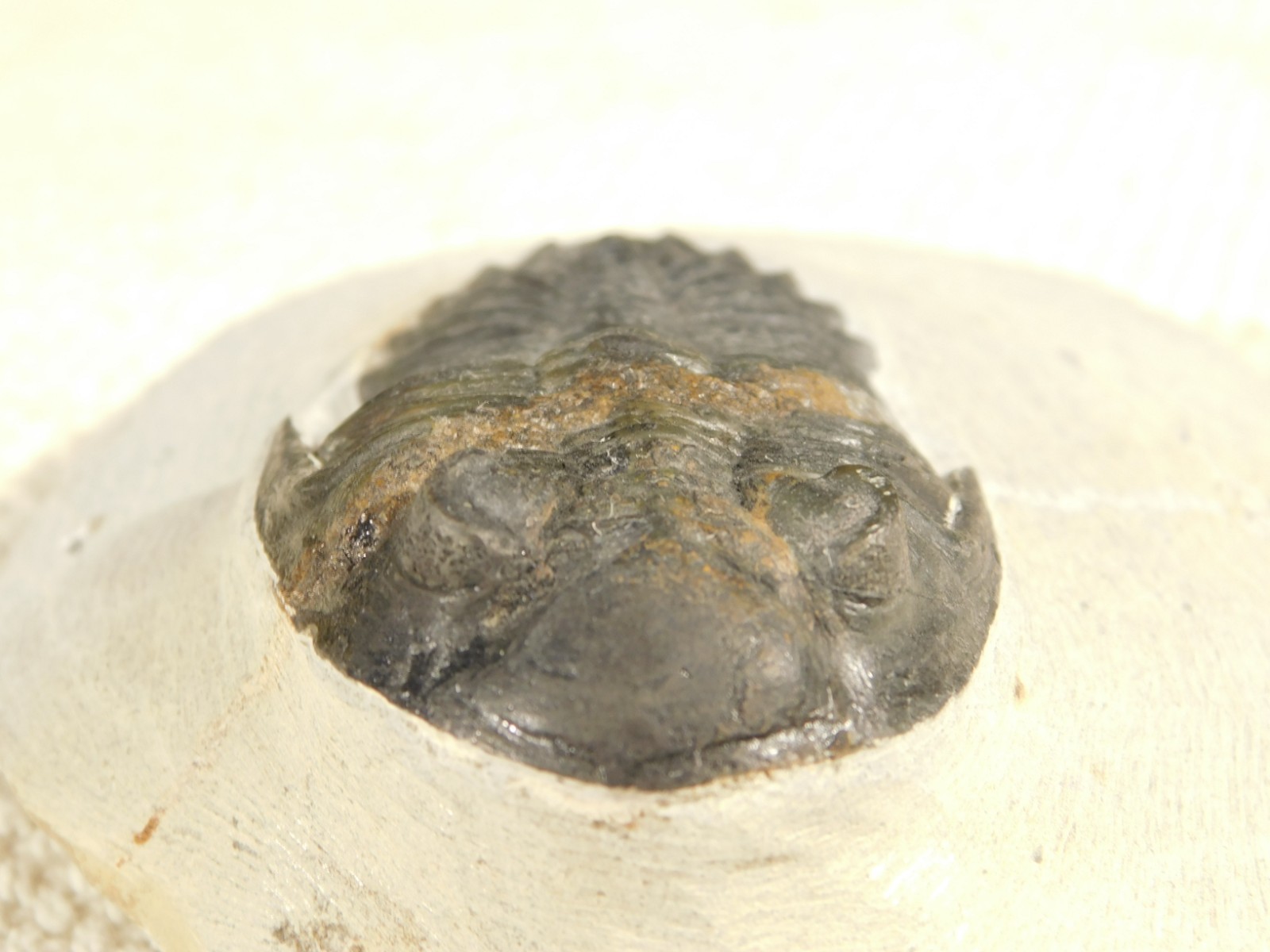 LARGER! Hollardops TRILOBITE Fossil Nice and 100% Natural Morocco 289gr