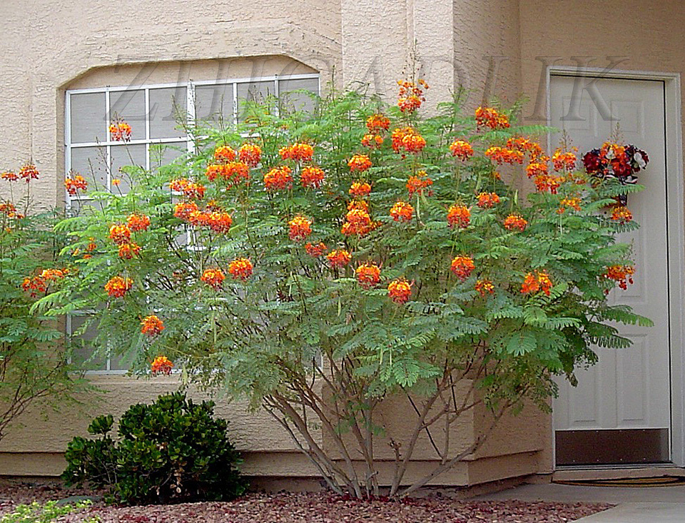 Caesalpinia pulcherrima Pride Of Barbados Mexican Bird Peacock seeds Orange Colr
