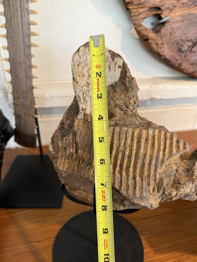 Hadrosaurus Fossil Jaw With Tooth