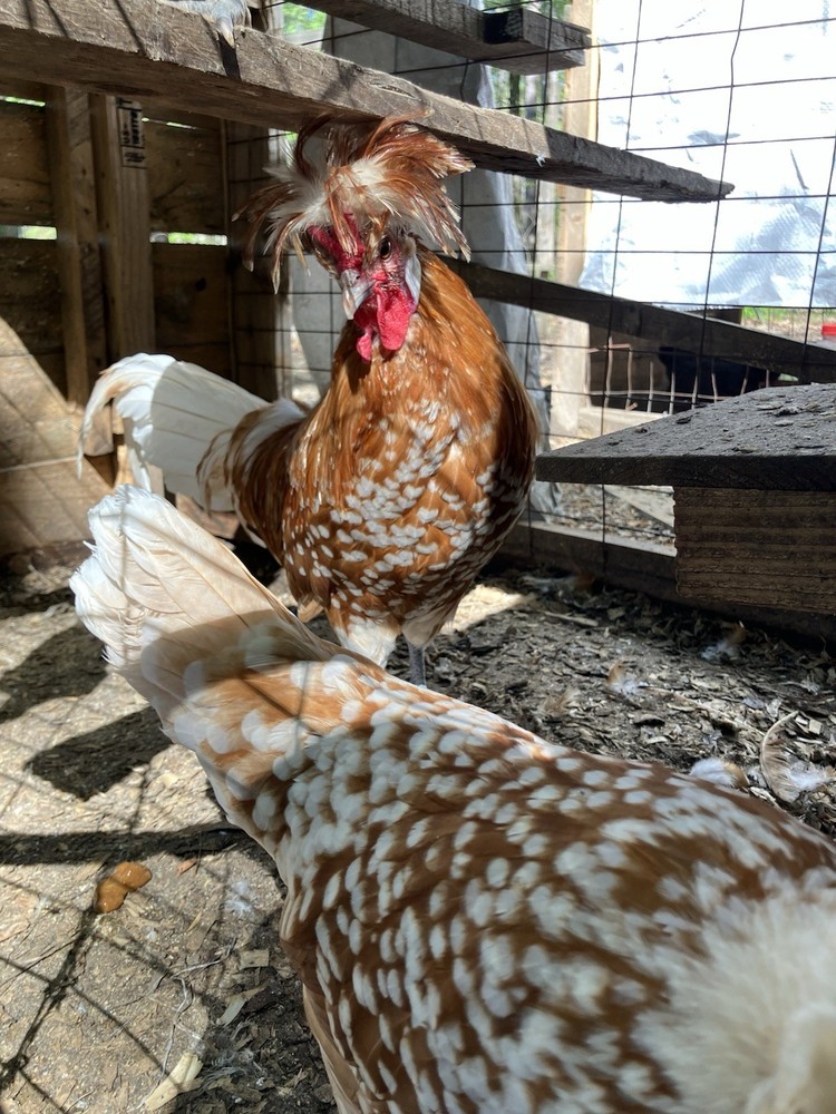 Spangled Appenzeller Spitzhauben Hatching Eggs(CHAMOIS & SILVER) 6 Pack