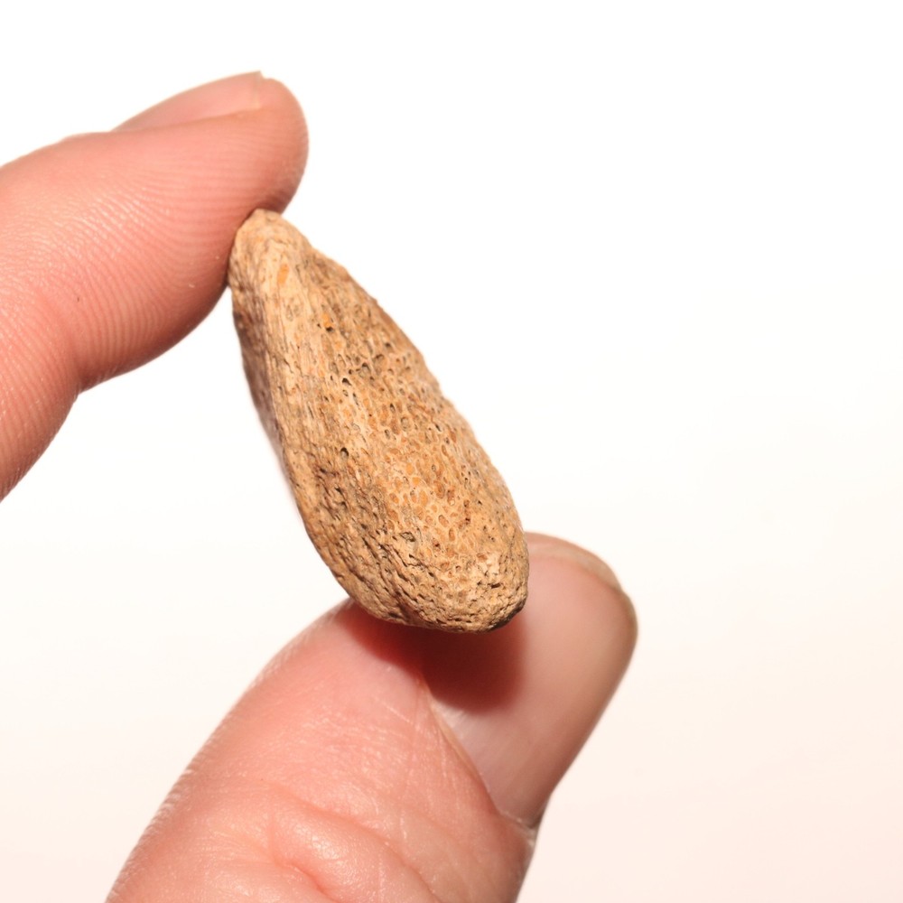 Dinosaur Rib Hook Fossil - from Hell Creek Formation Cretaceous