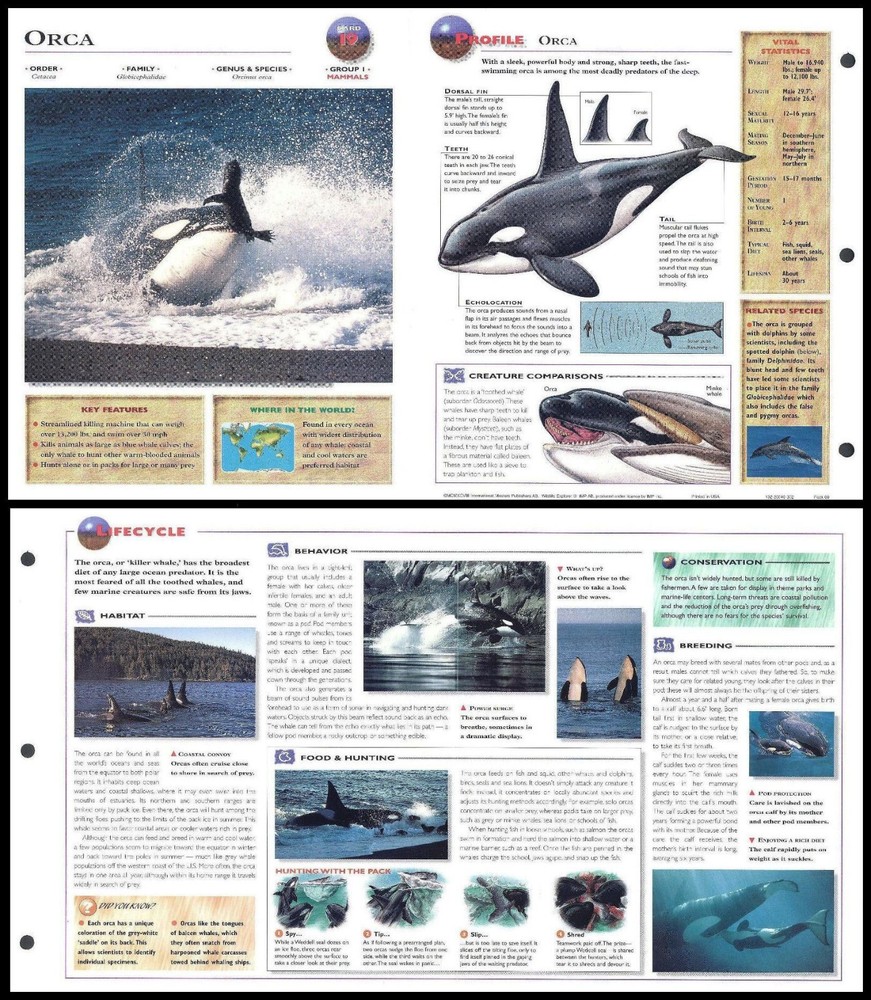 Fold-Out Sheet - Orca - 19