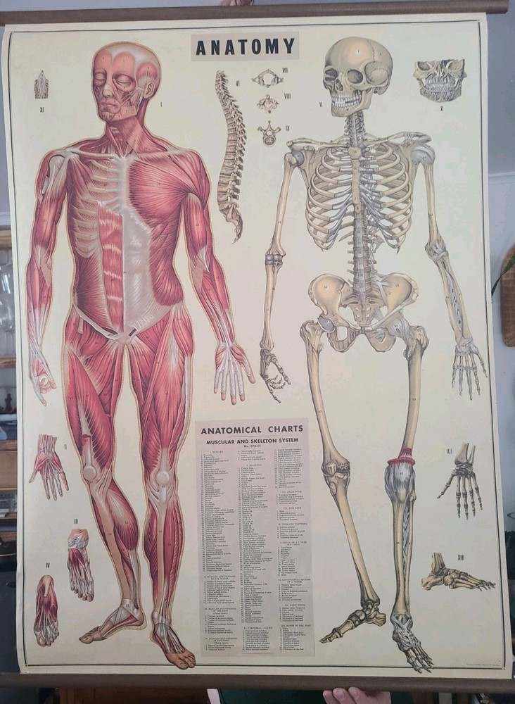 Cavallini Anatomy Wall Chart Pull Down Poster Muscular Skeleton 30x38