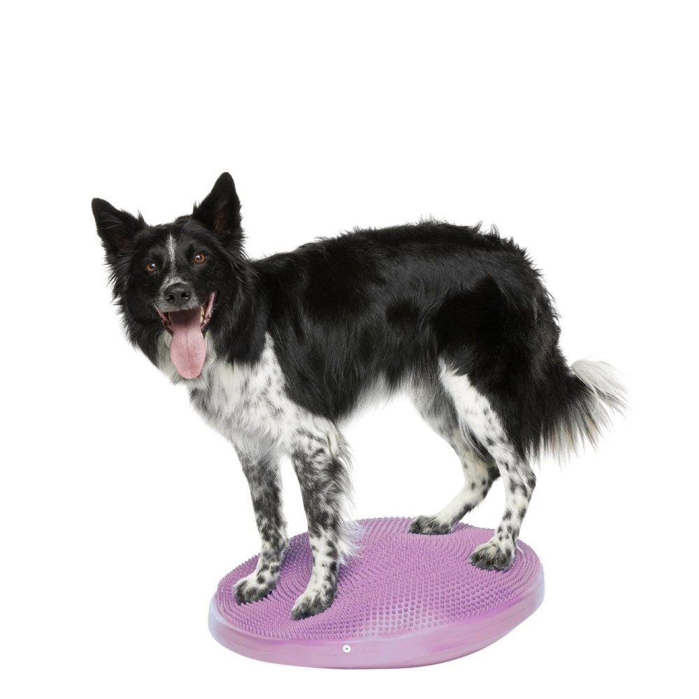 The Versatile FitPaws Balance Disc 22", Razzleberry
