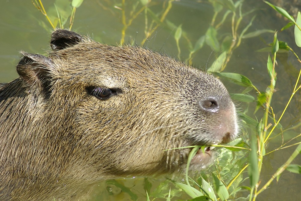 Capybara Taxidermy Reference Photo Cd