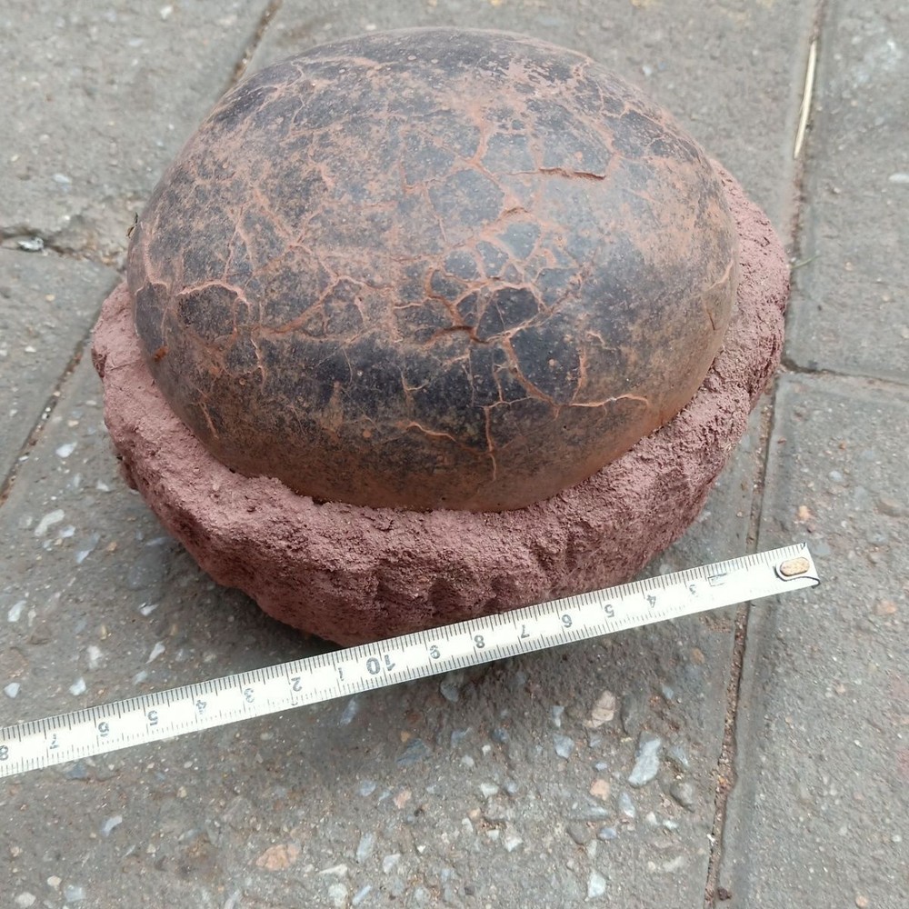 Unique and authentic antique egg fossils