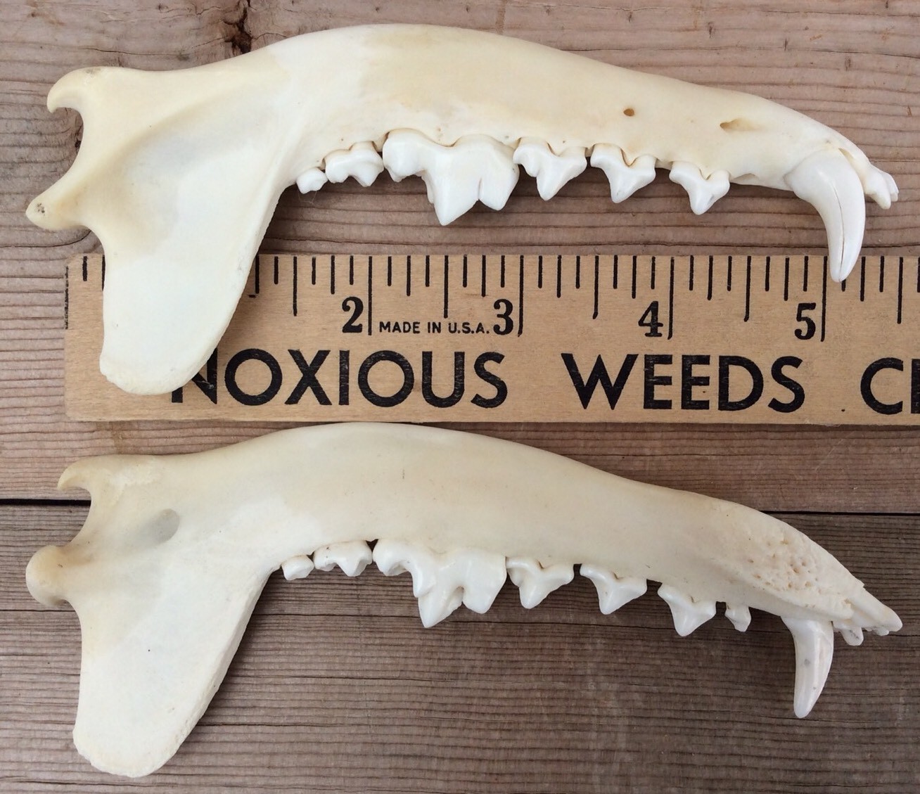 Coyote Jaws Mandibles Matched Pair Authentic