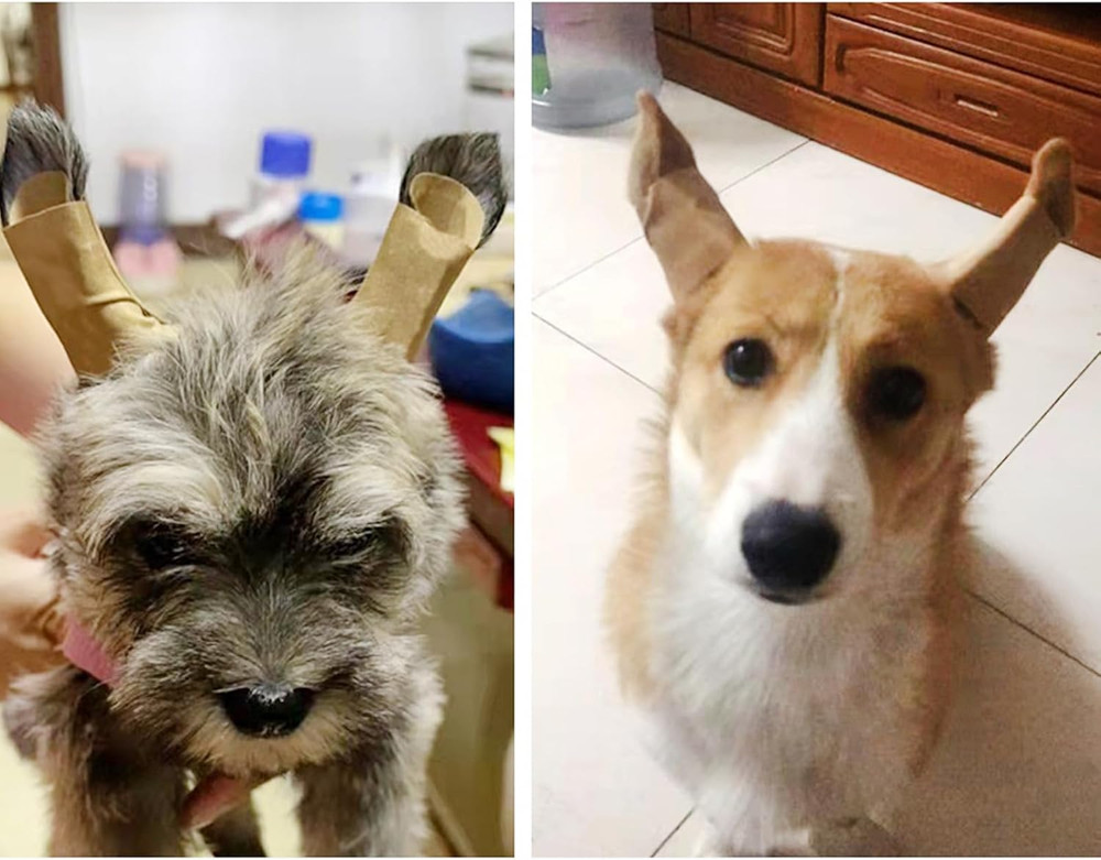 1 Pair Dog Ear Stand Sticker up Support Tool, Dog Ear Fixed Correction Vertical