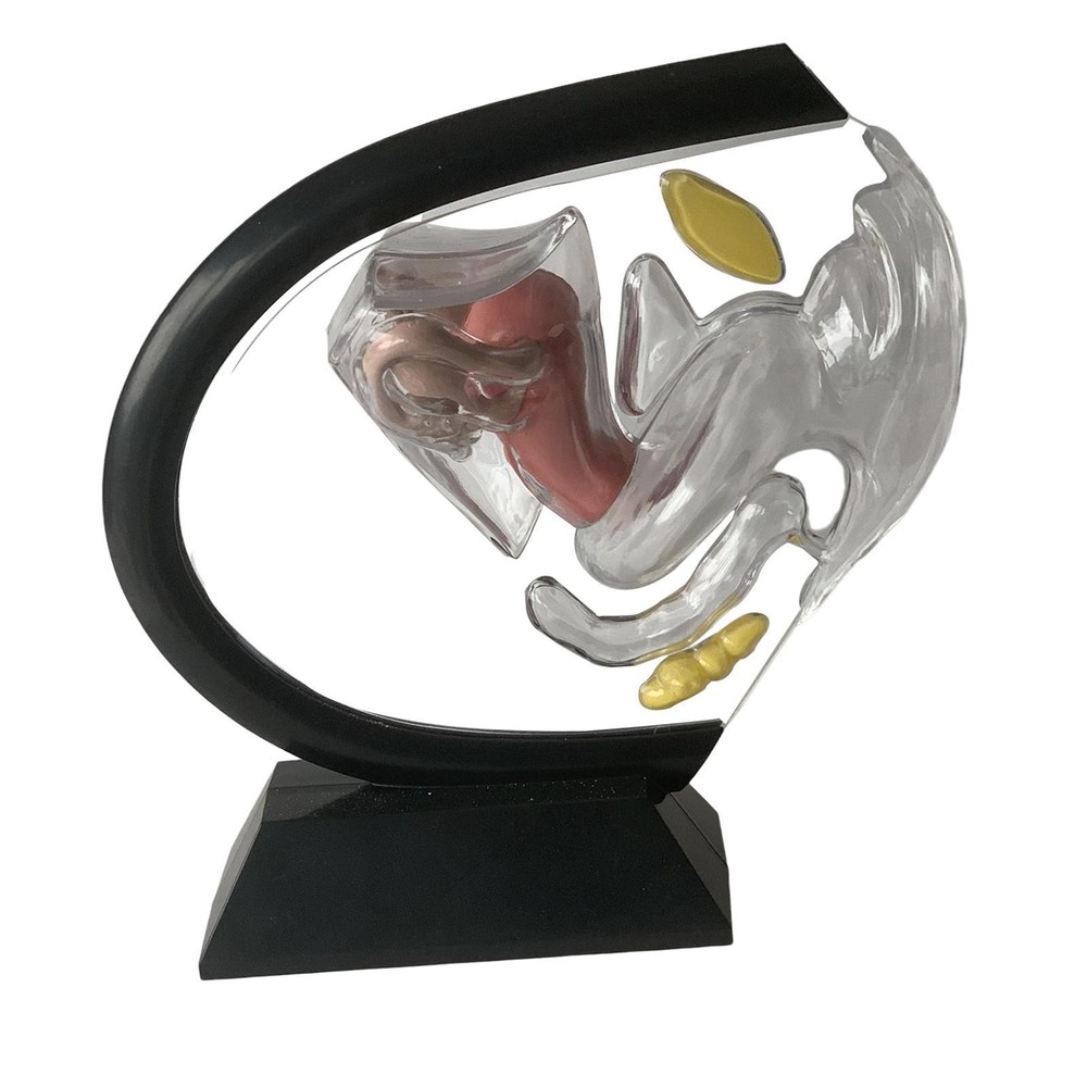 Women Reproductive Uterus Model for Teaching Tools Educational Learning