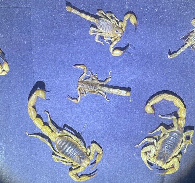 SEE FLUORESCING SCORPIONS in a SPECIAL VIEWING BOX - Includes BLACKLIGHT L@@K!