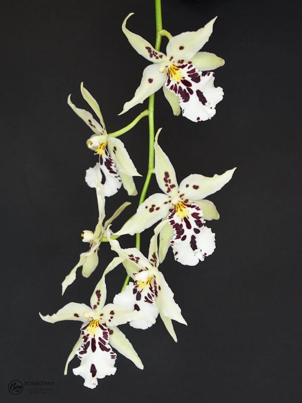 Bellra. Snowblind 'Sweet Spot'