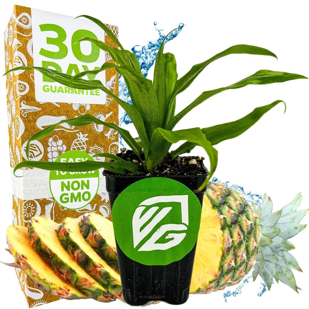 Florida Special Pineapple - Ananas comosus - Live Plant