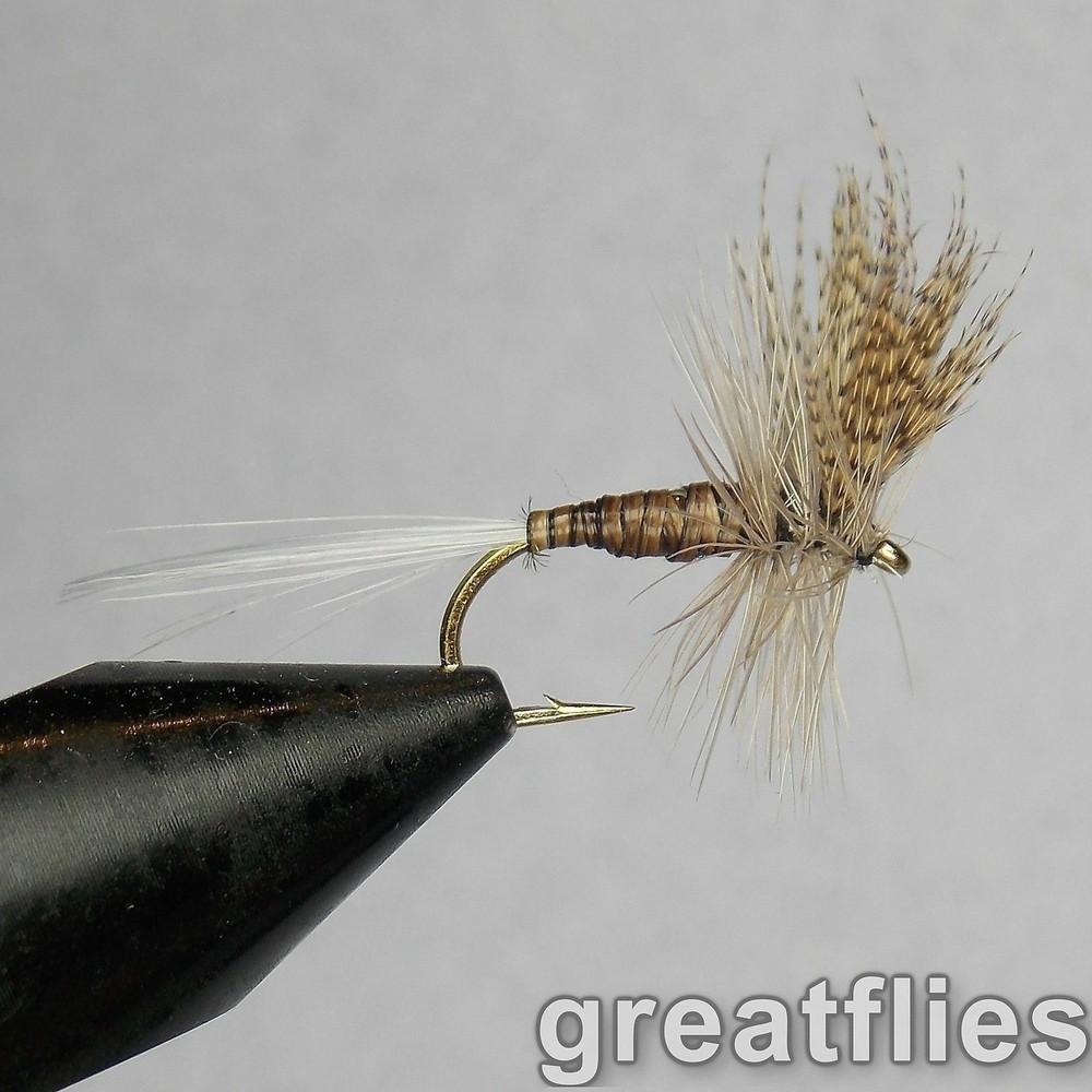 1 dozen (12) - Quill Gordon