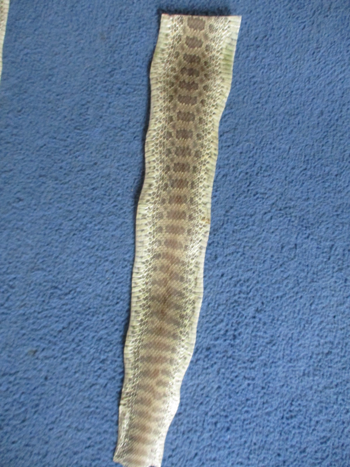 1 rattlesnake skin piece Snake skin scraps pen blanks small wrap education W7