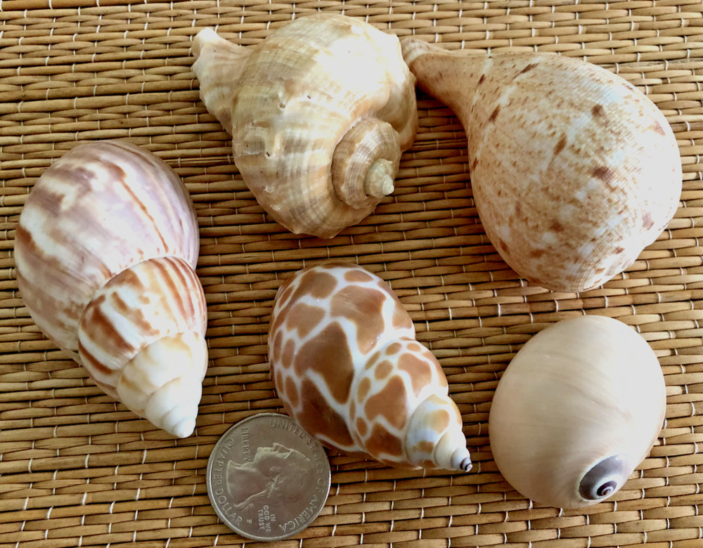 5 MEDIUM TO LARGE MEDIUM SEA SHELLS FOR YOUR GROWING HERMIT CRABS