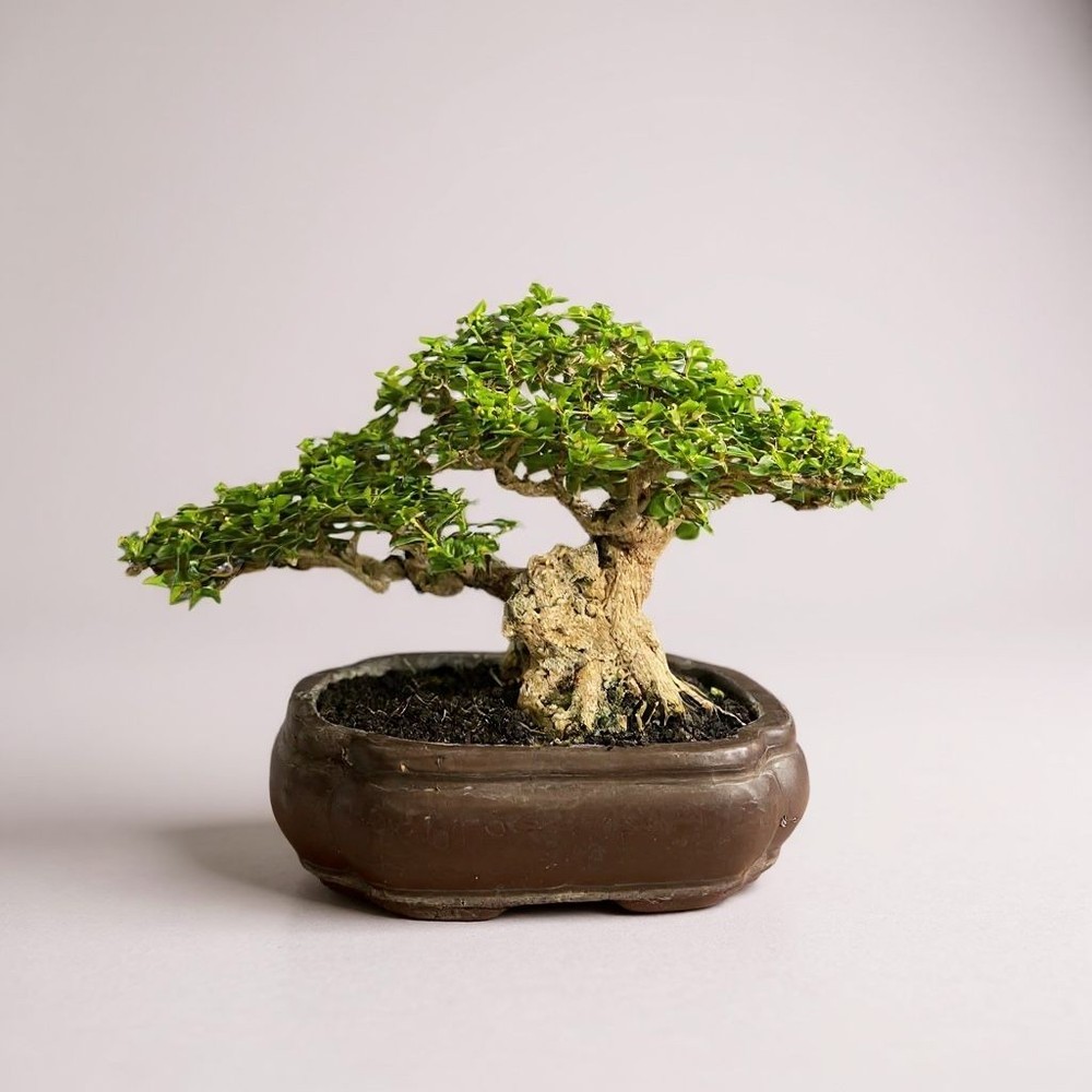 Bonsai Premna Microphylla | Bonsai Tree | Bonsai Unique Tree