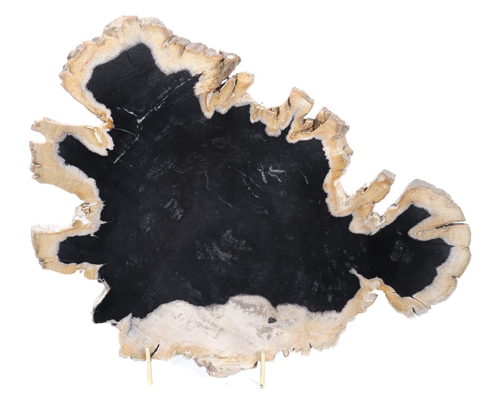 Petrified Wood Specimen with Deep Black Core