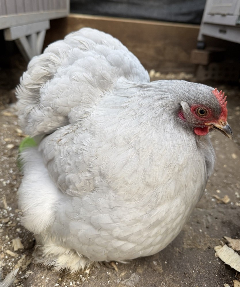 6+ Lavender (Self Blue) Bantam Cochin Hatching Eggs