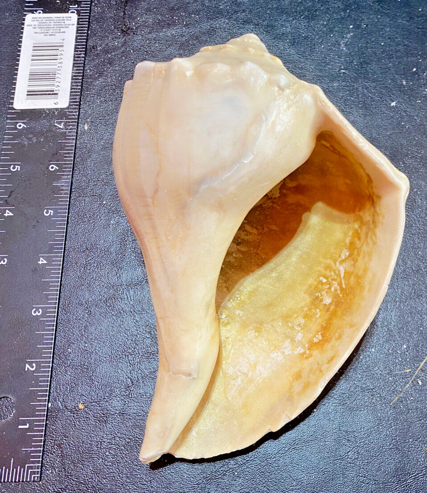 South West Florida Beach Shells Conch Shells 3 Conch Shells Various Sizes