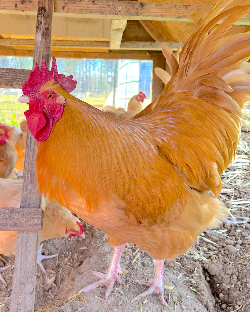 12 Buff Orpington Hatching Eggs - Make Offer!