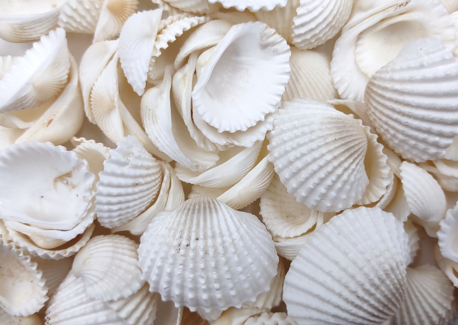 White Ark Clam Seashells Andara Granosa (approx. half cup 35+ shells 0.5+ in.)